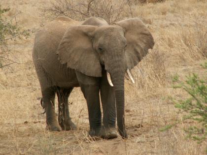3 Tage Kenia – Traumsafari / Natur pur!!!