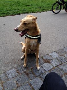 Podenco-Labrador-Mixhündin sucht neues Zuhause