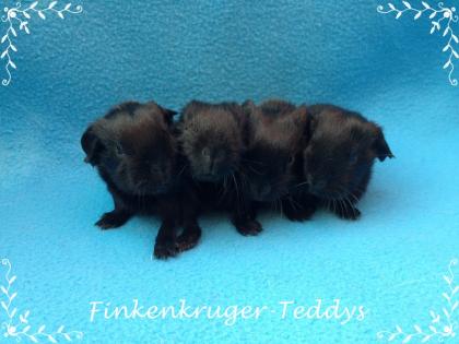 Viele süße Meerschweinchenbabys der Rassen Rex, Glatthaar und US-Teddy können ba