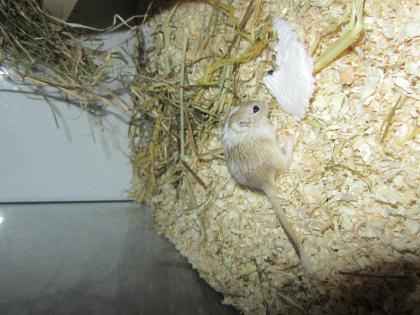 5 kleine Wüstenrenner abzugeben