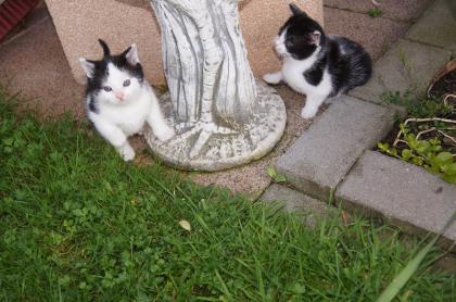 Zuckersüße Kätzchen - 7 Wochen alt zu verkaufen