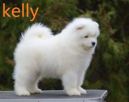 Samoyed mit Liebe zur Familienzucht