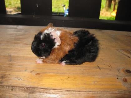 2 REINRASSIGE PERUANERBABYS- JUNGS WUNDERVOLLE FARBEN SCHWARZ-WEISS- ROTBRAUN SU