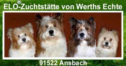 Familienhund Elo® - Welpen von Werths Echte Ende 2021.