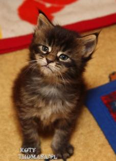 Klassic&Blue Maine Coon Kitten-super