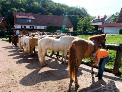 Erlebnisreiterferien auf dem Gestüt Nahetal