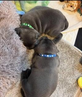 America Pit Bull Blueline