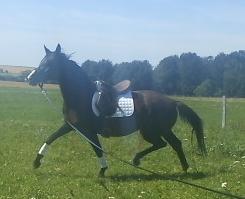 4- jährige Trakehnerstute zu verkaufen!