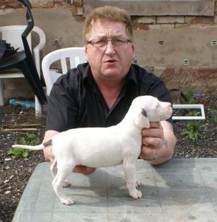 Dogo Argentino Welpen ab 25.05. 2021
