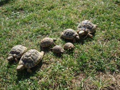 Griechische Landschildkröten