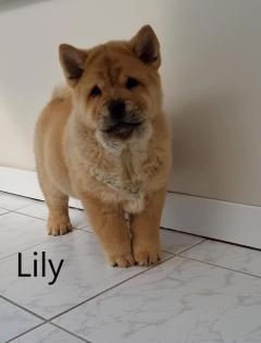 Süße gesunde Welpen