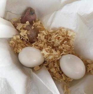 Frische Papageieneier zum Verkauf