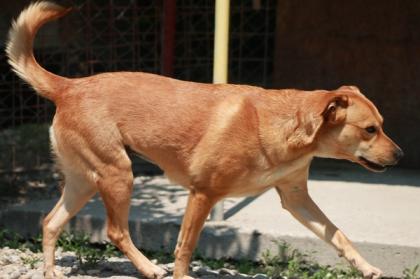 Ema sucht ein Zuhause