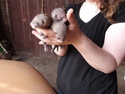 Habe ab dem 7.7.13 süße Frettchenwelpen abzugeben. 