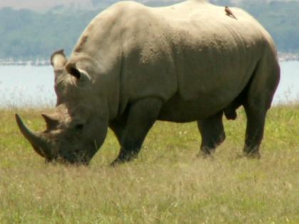 3 Tage Kenia – Traumsafari / Natur pur!!!