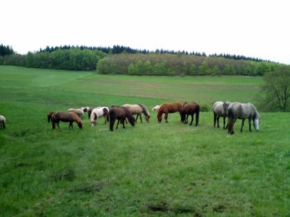 Alles für die Pferde! - Pferdepension und Jungpferdeaufzucht Gut und Günstig