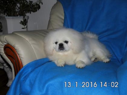 Pekinesen-Welpen