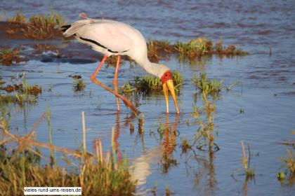Rundreise, Südafrika, individuell, Schwerpunkt Vogelbeobachtung, Ausarbeitung ei
