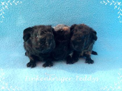 Viele süße Meerschweinchenbabys der Rassen Rex, Glatthaar und US-Teddy können ba