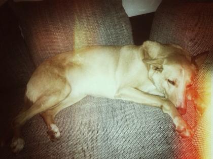 Podenco-Labrador-Mixhündin sucht neues Zuhause