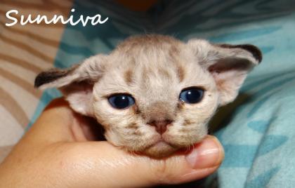 Devon Rex Kätzchen mit Stammbaum