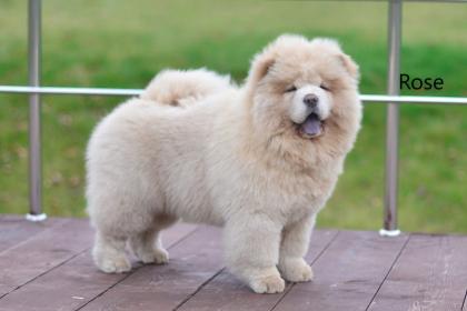 Chow-Chow - Welpen - von der Liebe zur Familie
