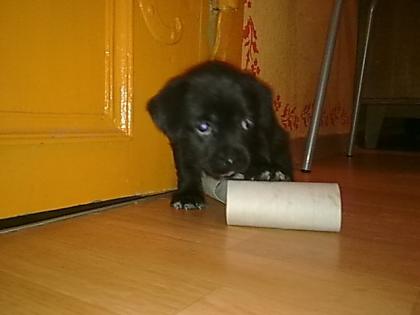 Rüde ' Hündin ' Mischlings Hunde Welpen abzugeben..