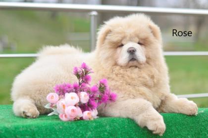 Süße gesunde Welpen