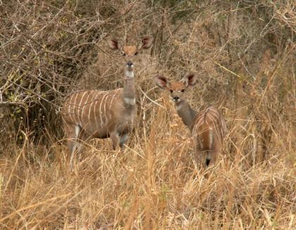 3 Tage Kenia – Traumsafari / Natur pur!!!