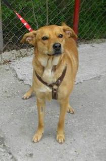 Ema sucht ein Zuhause