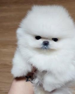 Pomeranian Spitz Welpen zu verkaufen