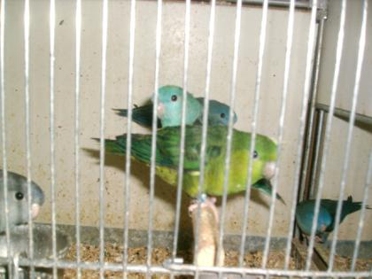 Nestjunge Katharinasittiche