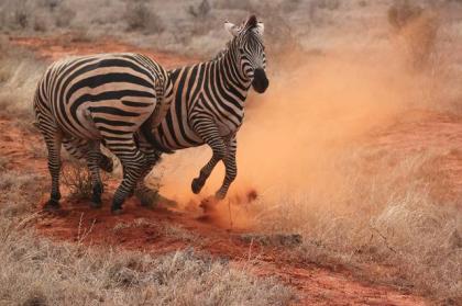 Tsavo Ost 2 Tage Jeep Safari Kenia