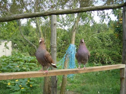 Hubbeltauben zu verkaufen