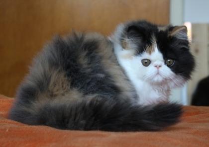 Schnuckelige Perserkitten 