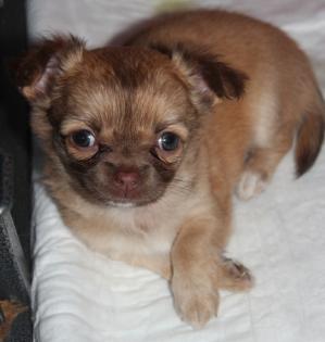 Hochtypvoller Chihuahua DECKRÜDE !!!KEIN VERKAUF!!! 1,6 kg 