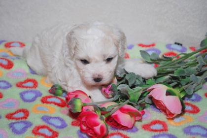 Bologneserbabys von Liebertwolkwitz