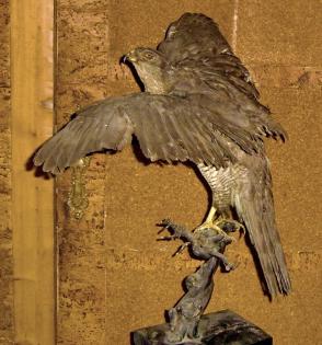 Habicht  Falke Präparat 89cm flügelspann