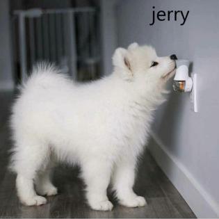 Samoyed mit Liebe zur Familienzucht
