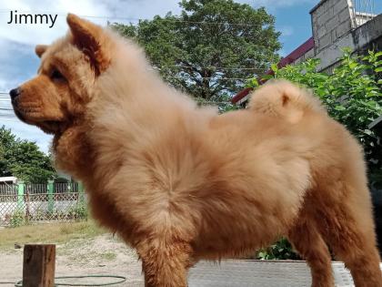 Süße gesunde Welpen