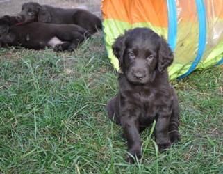 Braune Flat Coated Retriever Welpen