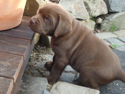 Wurfankündigung Labrador Welpen 15.02.2021