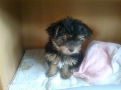Yorkshire Terrier Welpen