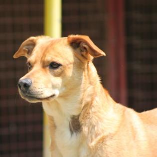 Ema sucht ein Zuhause