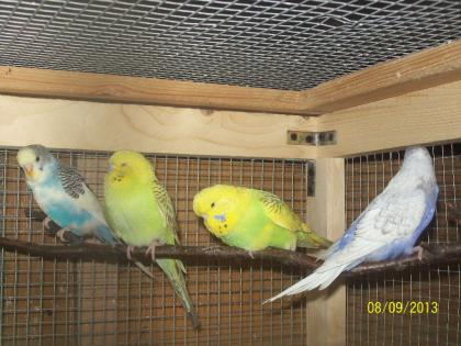 Verkaufe junge  Wellensittiche verschiedene Farben