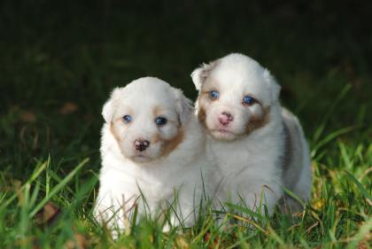 3 Süsse Aussiemädchen suchen noch Ihr Zuhause