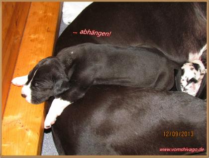 Deutsche Doggen Welpen G-Star sucht noch einen Partner für´s Leben