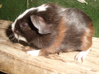 Meerschweinchen Babys und Kastrate abzugeben