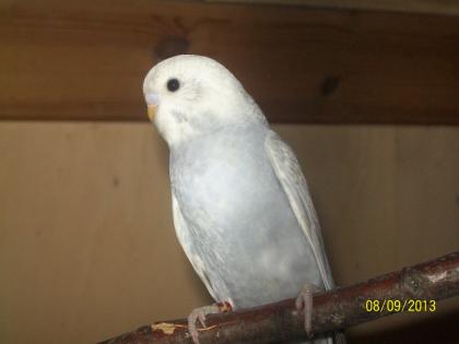 Verkaufe junge  Wellensittiche verschiedene Farben