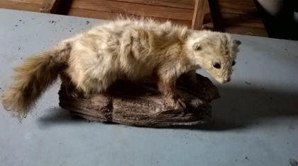 Ausgestopfter Marder